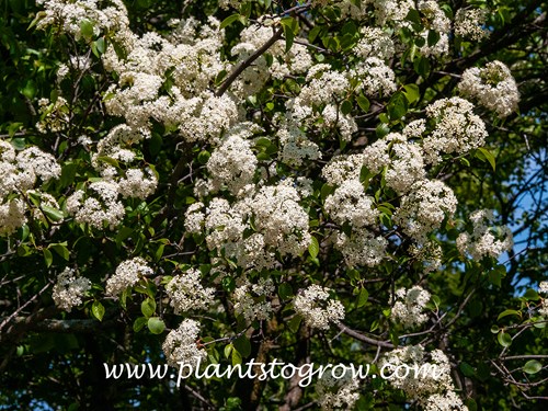 Jacks Viburnum (Viburnum x Jackii)
